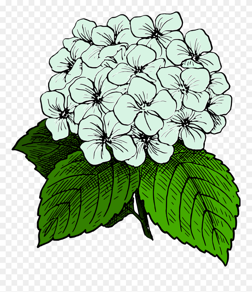 Clip Art Openclipart French Hydrangea Image Graphics - Hydrangea Clipart - Png Download