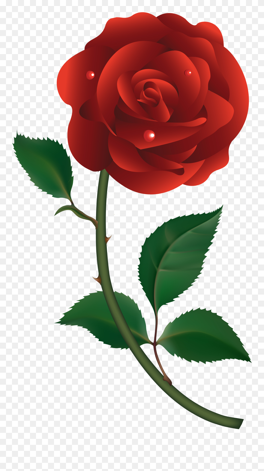Clip Art Roses - Red Rose Vector Free Download - Png Download