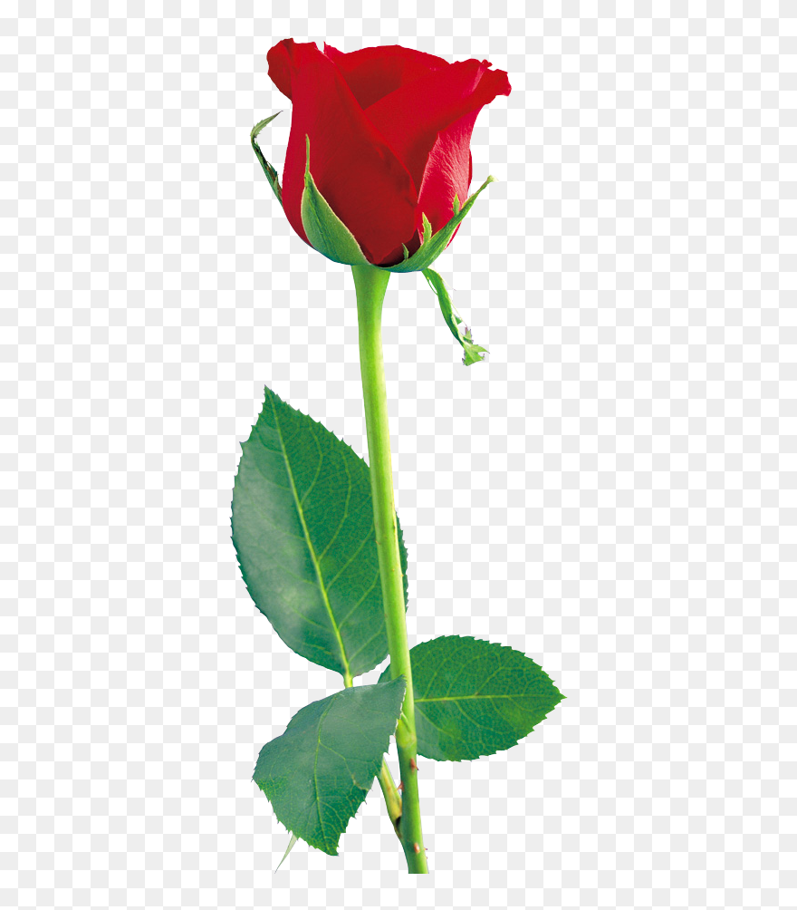 Hd Red Rose Clipart - Single Red Rose Hd - Png Download