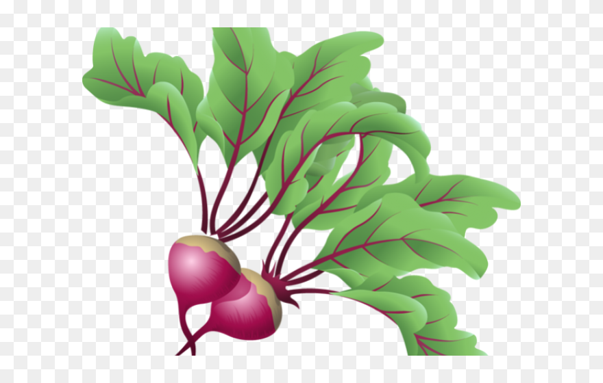 Transparent Clip Art Vegetable , Png Download - Beetroot Clipart Png