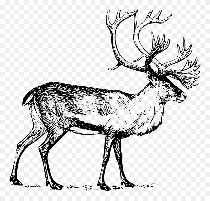 Caribou Clip Art - Png Download
