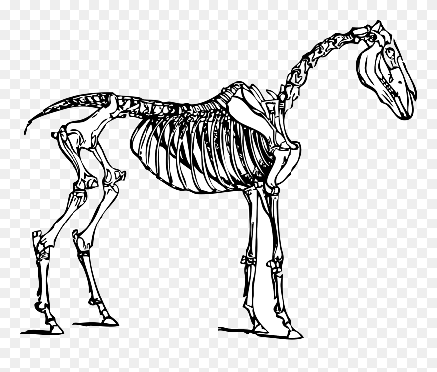 Horse Skeleton Clipart - Png Download