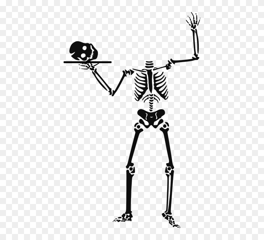 Skeleton Clip Art - Png Download