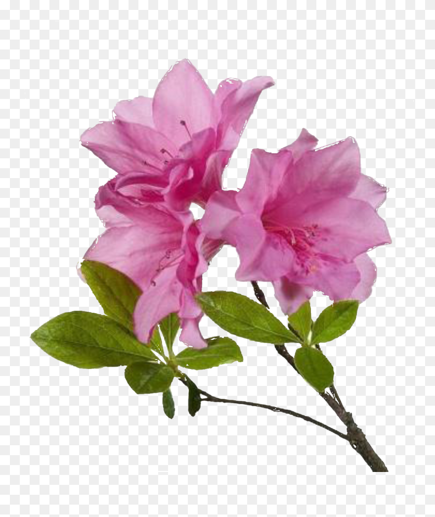 Download For Free Flower Png In High Resolution - Azalea Flower Transparent Background Clipart
