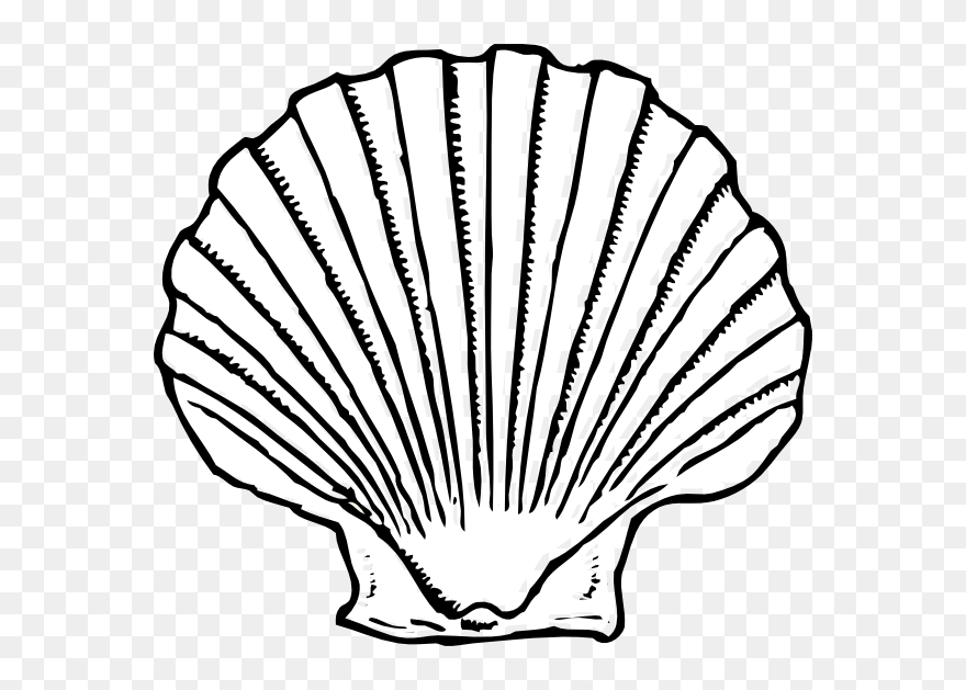 Seashell Clipart Black And White Png Transparent Png