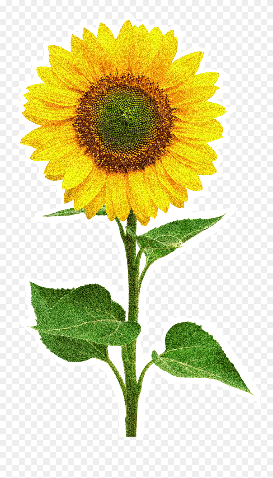 Single Sunflower Images Hd Clipart