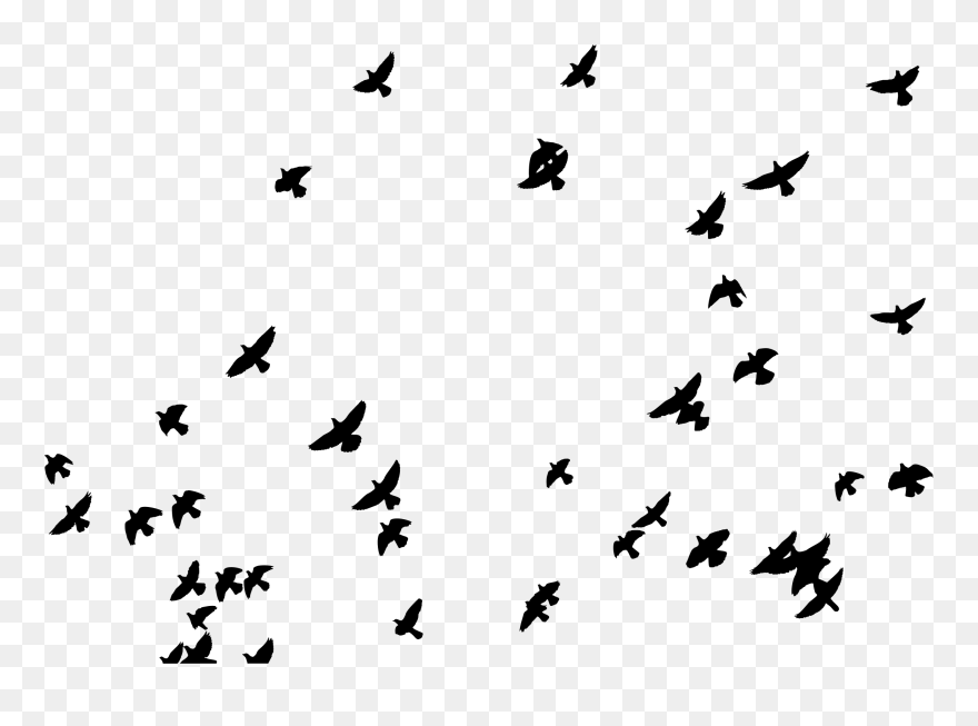 Summer Camp Poster Camping - Flying Bird Vector Png Clipart