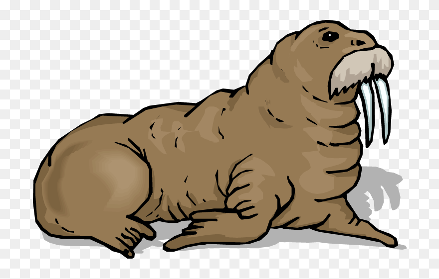 Walrus Clipart - Png Download