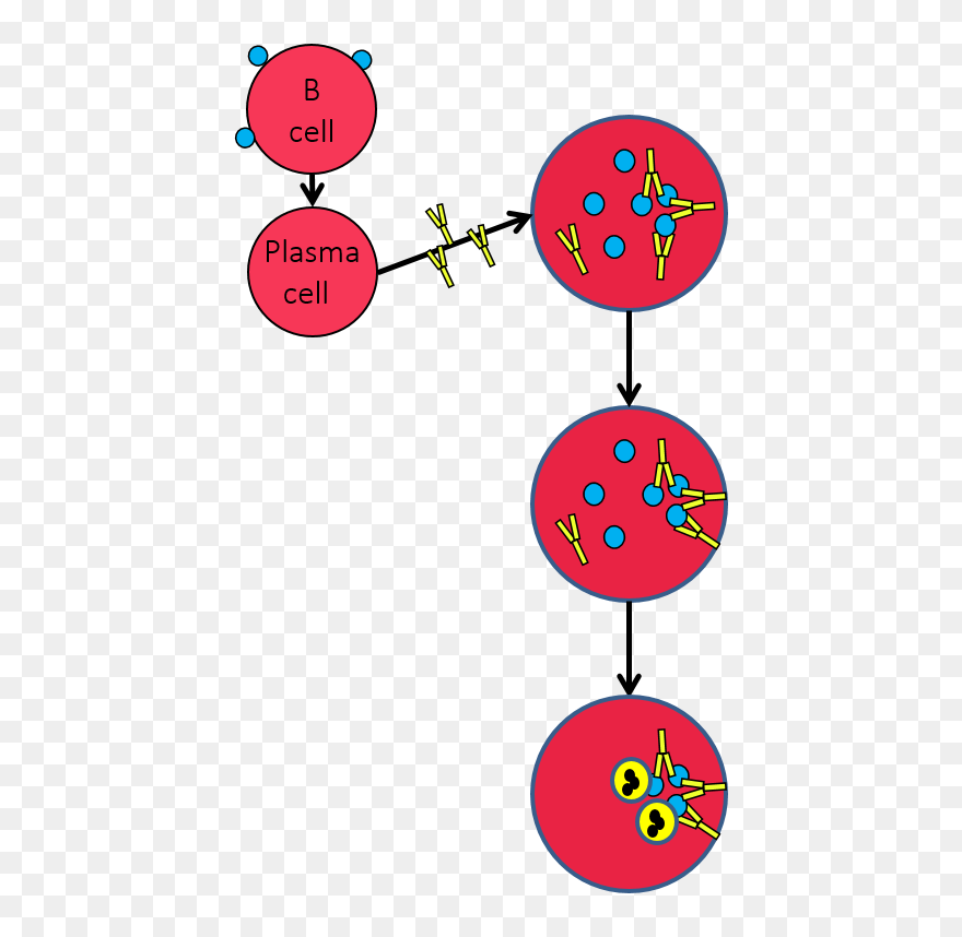 Clip Art - Png Download