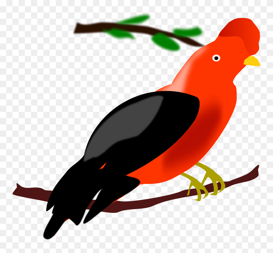 Archaeologist Clip Art - Andean Cock Of The Rock Clipart - Png Download