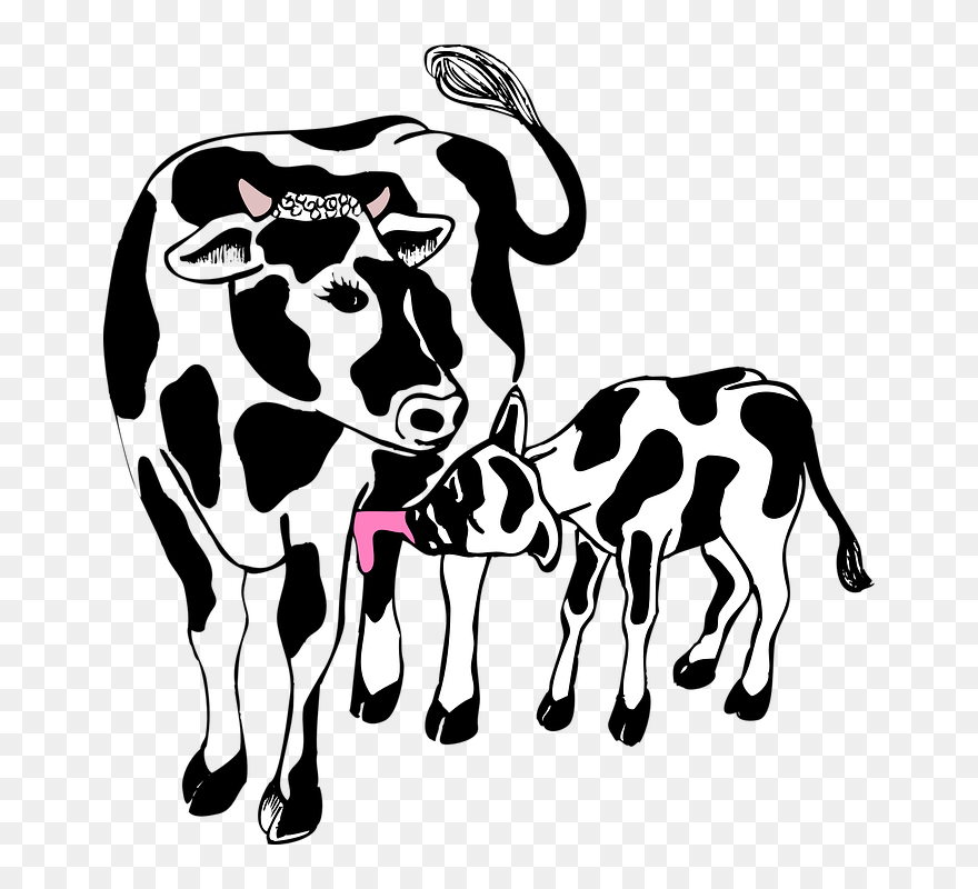 Transparent Mother Clipart Black And White - Cow With Calf Clipart - Png Download