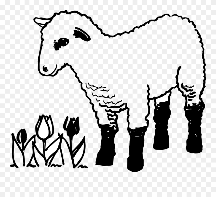 Sheep And Lamb Colouring Clipart