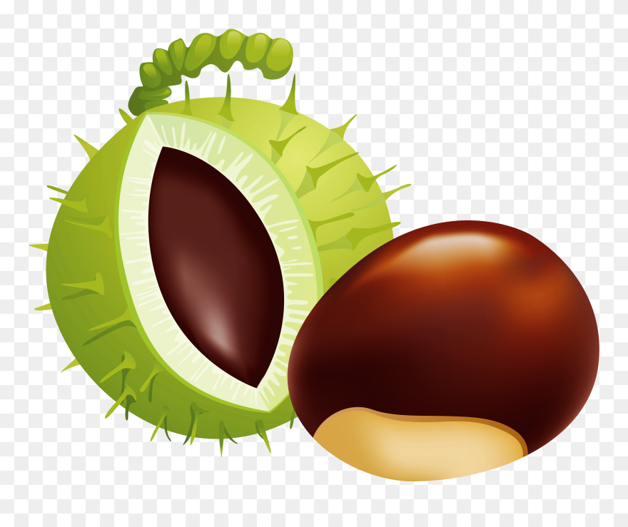 Transparent Nut Clipart - Illustration - Png Download