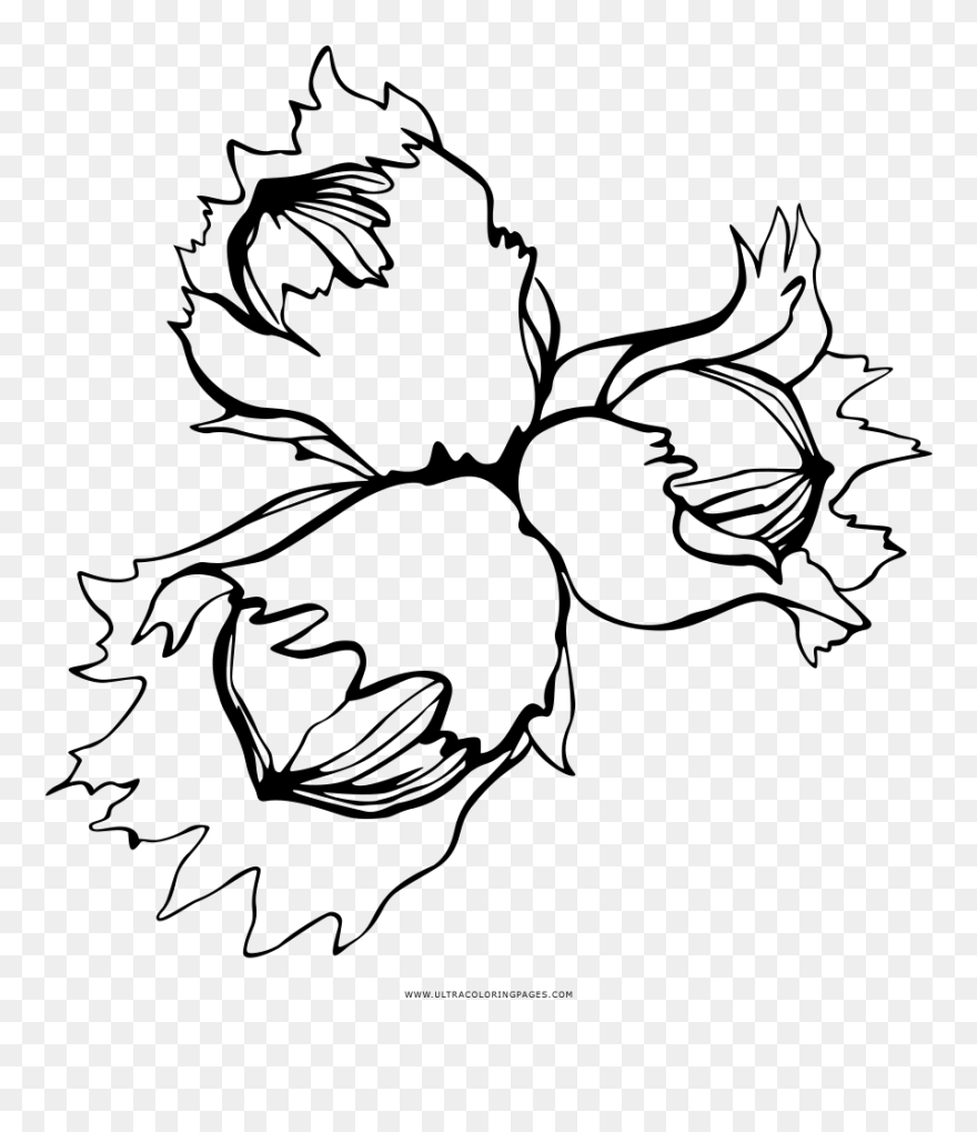 Nuts Clip Art - Png Download