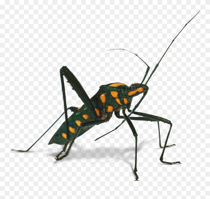 Cricket Clipart Invertebrate, Cricket Invertebrate - Assassin Bug Png Transparent Png
