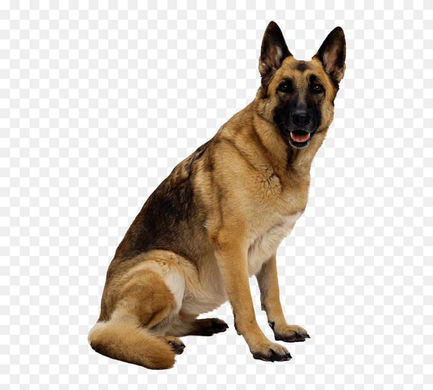 Dog Transparent Png - German Shepherd Dog Png Clipart