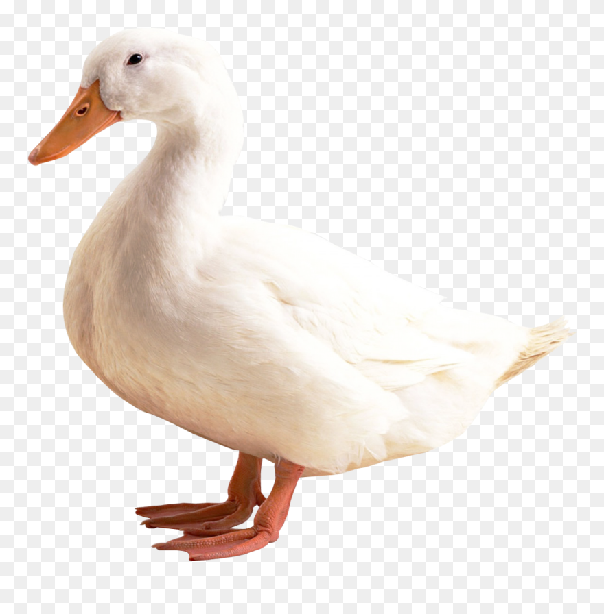 White Duck White Background Clipart