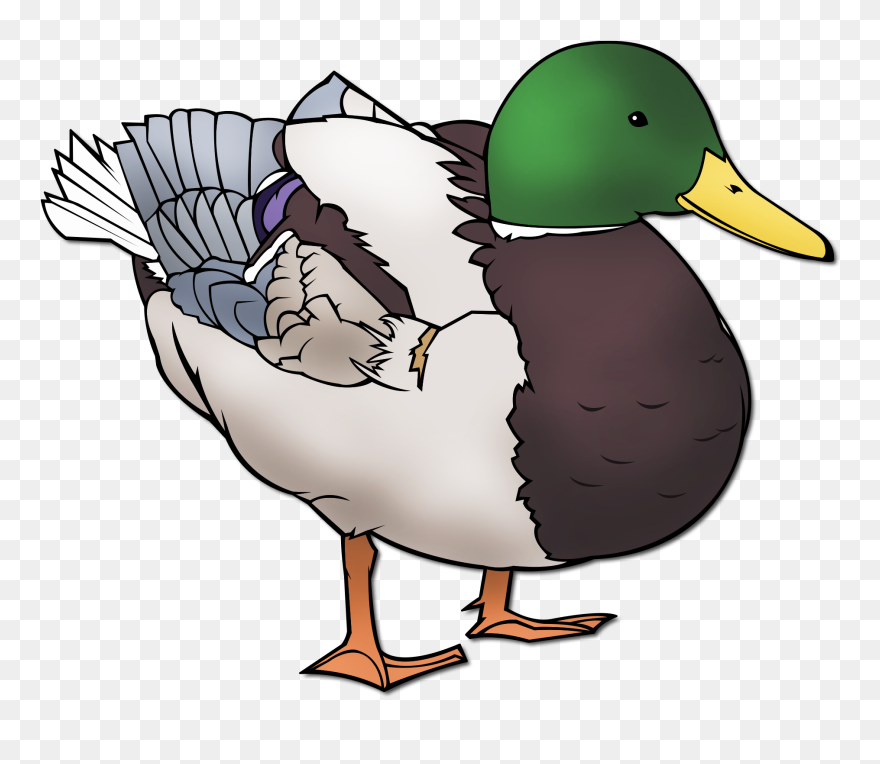 Ducks Clipart Mallard, Ducks Mallard Transparent Free - Duck Clipart Transparent Background - Png Download