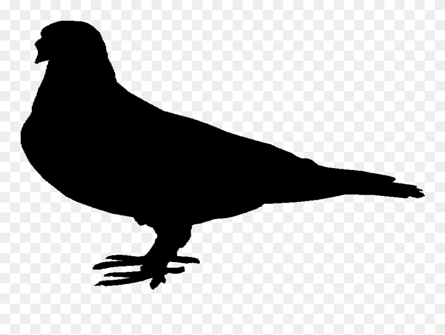 Beak Pigeons And Doves Fauna Landfowl Silhouette - Chicken Clipart