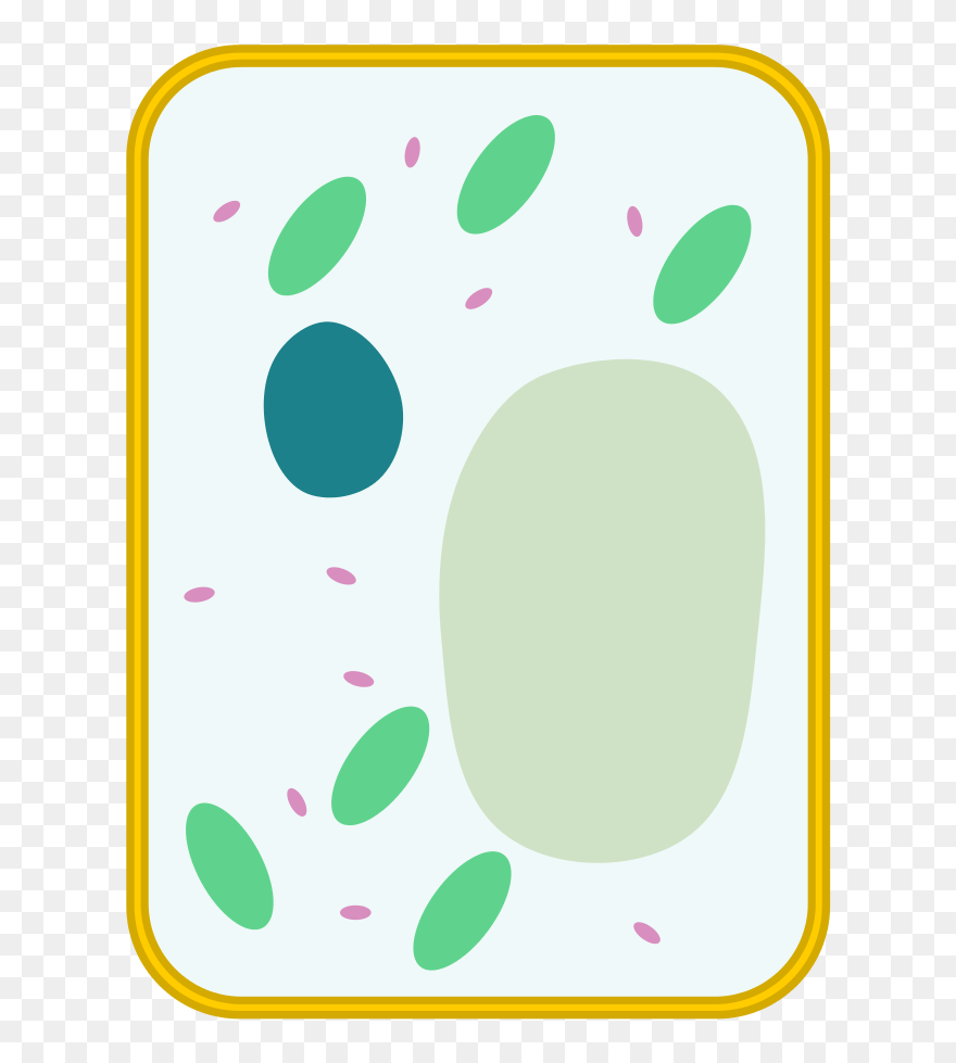 File Simple Diagram Of - Simple Plant Cell Diagram Unlabeled Clipart