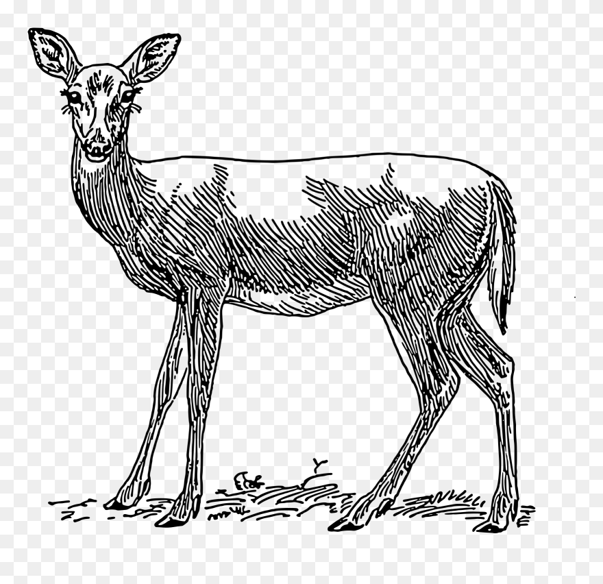 Whitetail Deer Doe Drawings Clipart