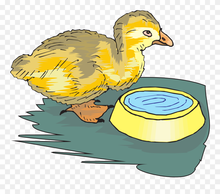 Duckling With Water Bowl Png Images - Bird Drinks Water Cartoon Clipart
