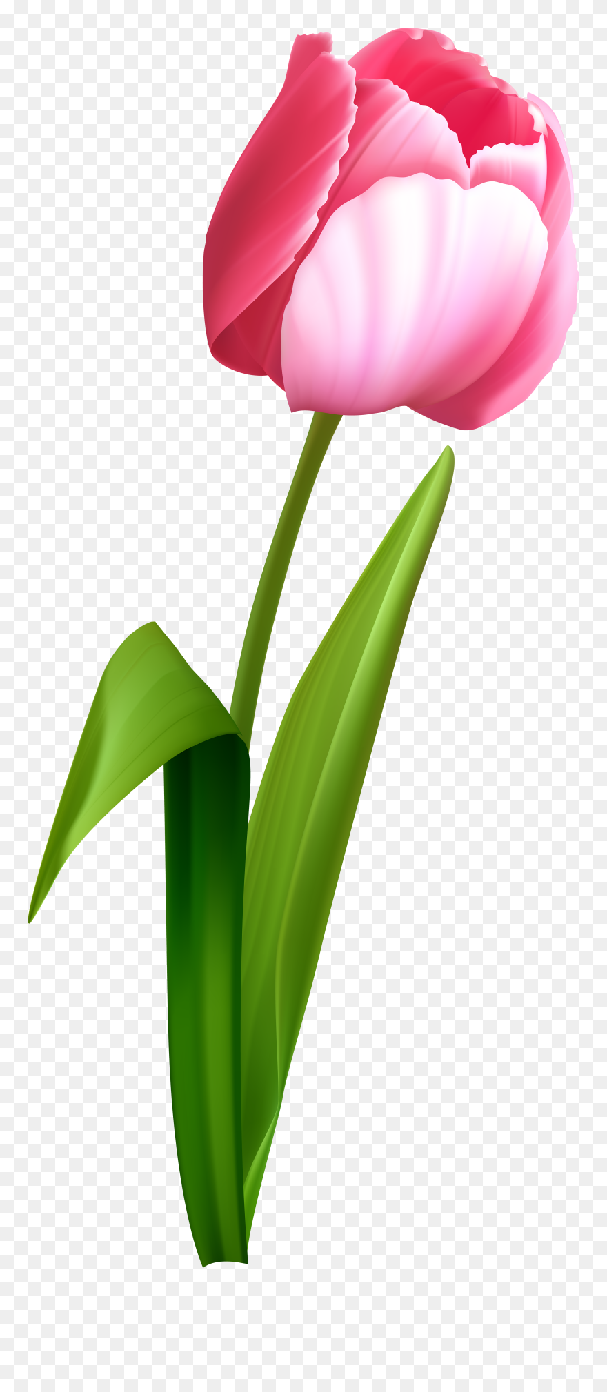 Tulip Clipart Rainforest - Transparent Background Tulips Clipart - Png Download