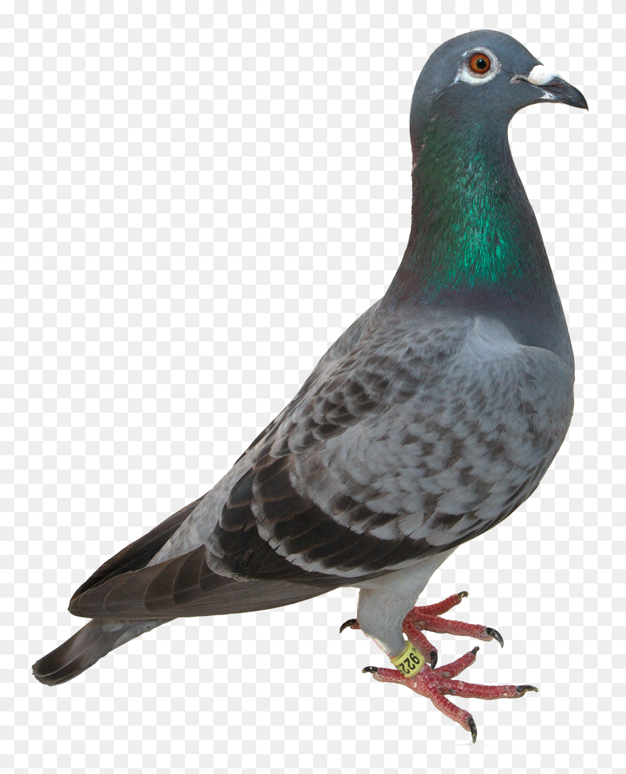 Homing Pigeon Bird Green Pigeon Domestication Clip - Transparent Pigeon Png