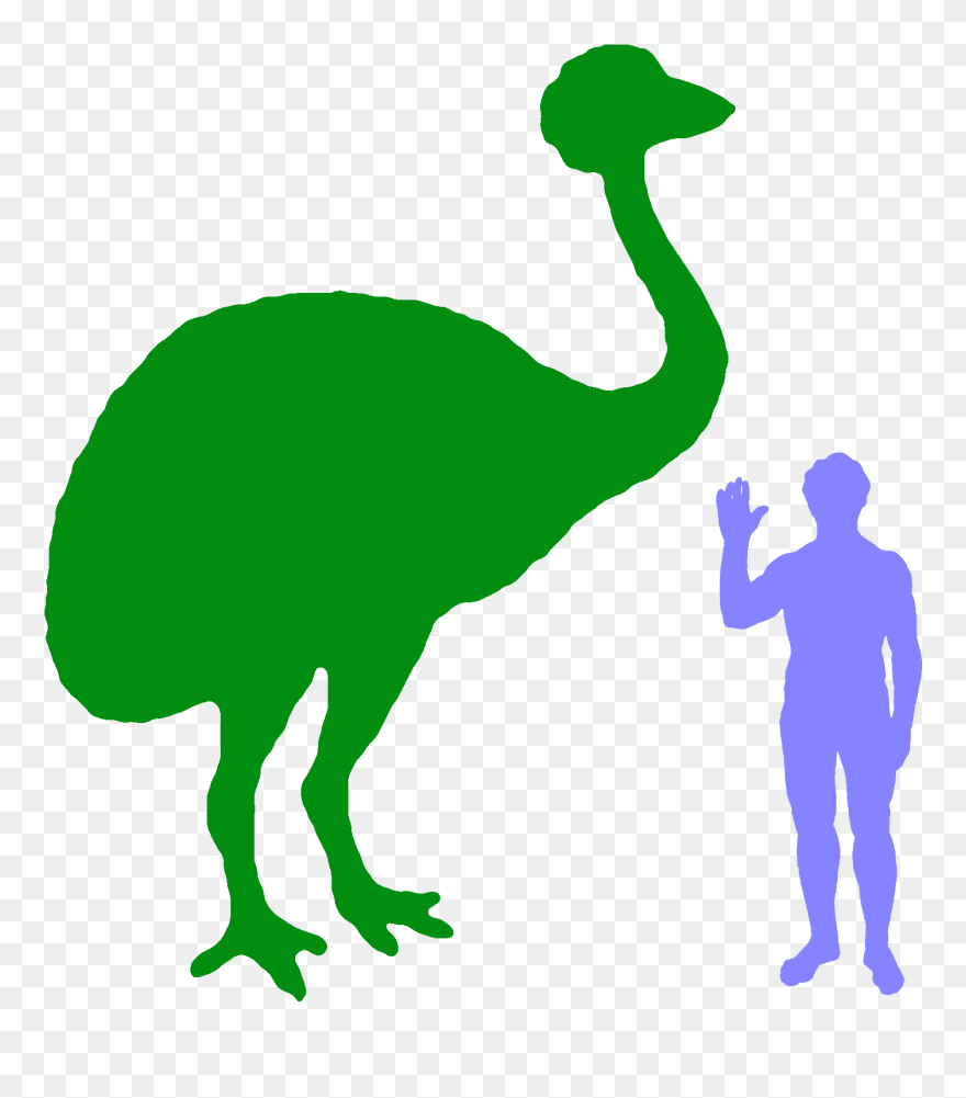 Transparent Ostrich Cliparts - Dodo Compared To Human - Png Download