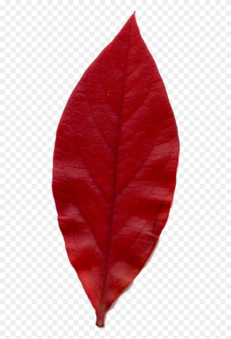 Smooth Sumac Clipart