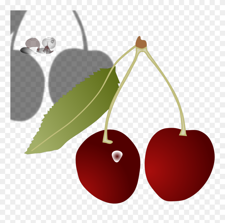 Cartoon Drawing Cherry Clipart