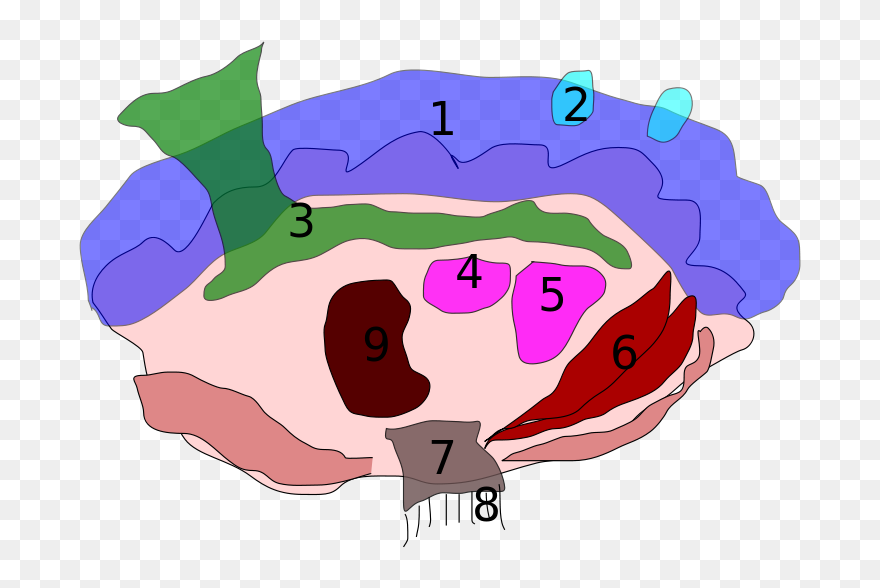 Giant Clam Anatomy - Giant Clam Clipart