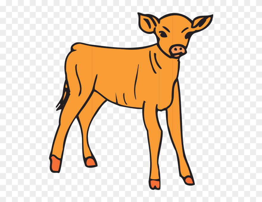 Orange Calf Png Icons - Outline Pictures Of Calf Clipart