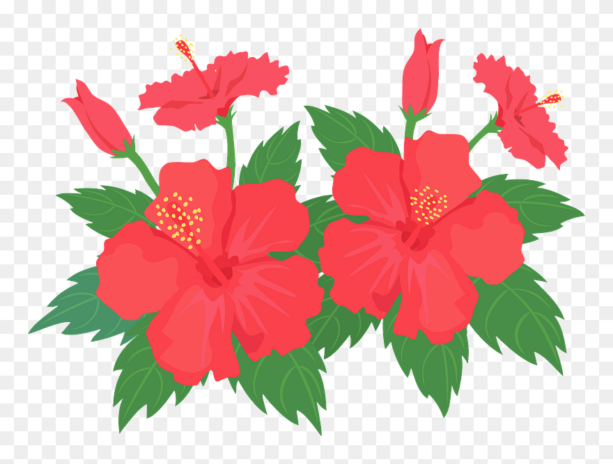 Hibiscus Flower Clipart - Hawaiian Hibiscus - Png Download