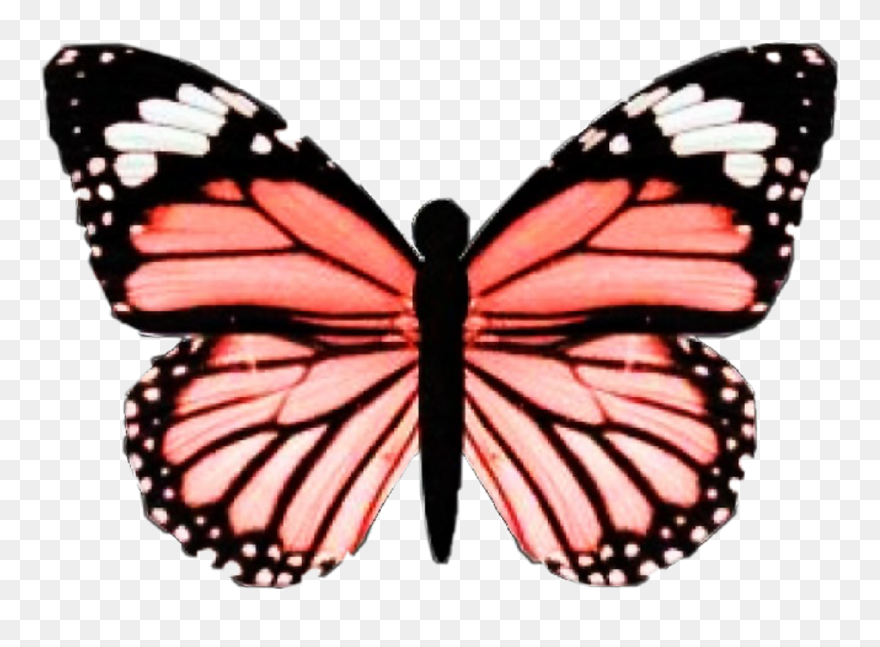 Vsco Butterfly Clipart