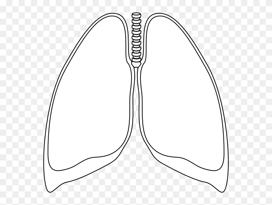 Lung Clear Lung Clip Art At Clker - Lungs Clipart Black And White - Png Download