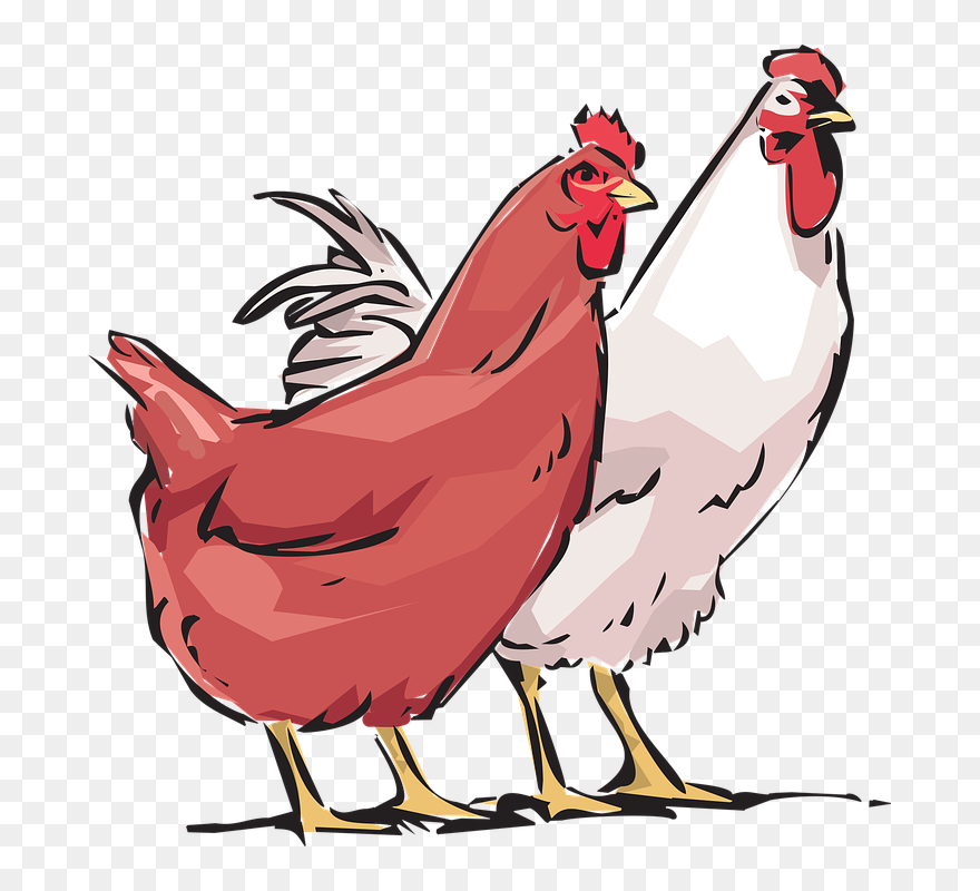 Hens Clipart - Png Download