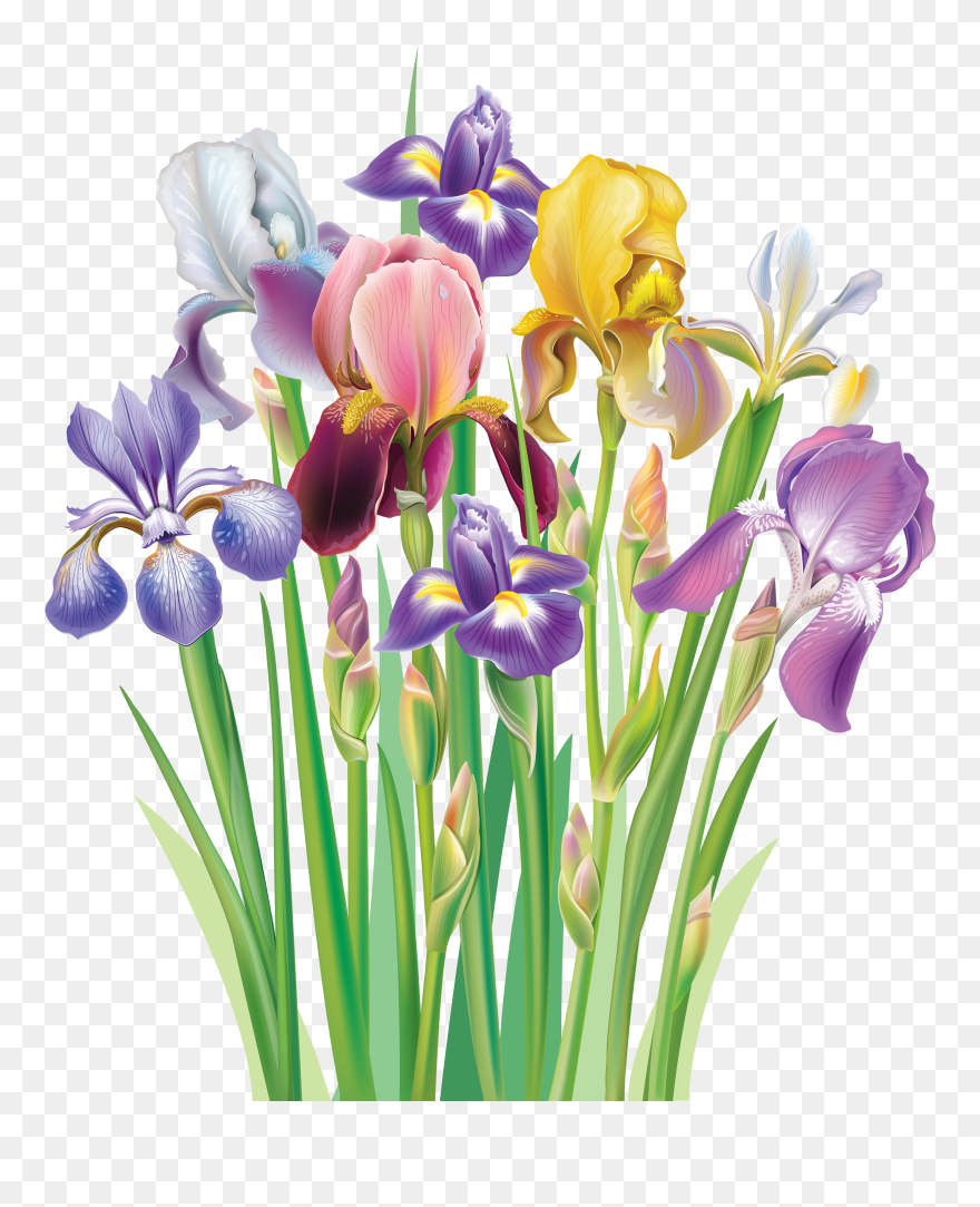 Irises Clipart - Png Download