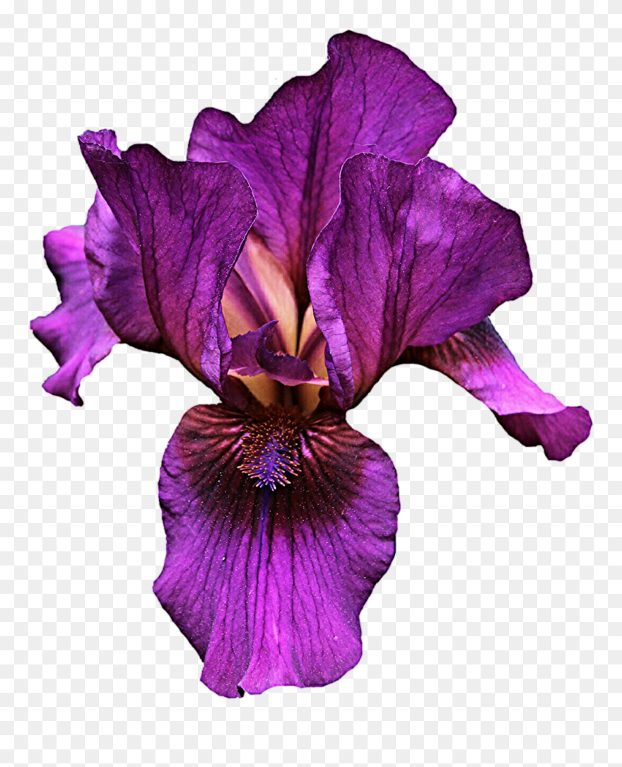 Clipart Of Iris Flower Picture Freeuse Iris Flower - Purple Iris Iris Flower Png Transparent Png