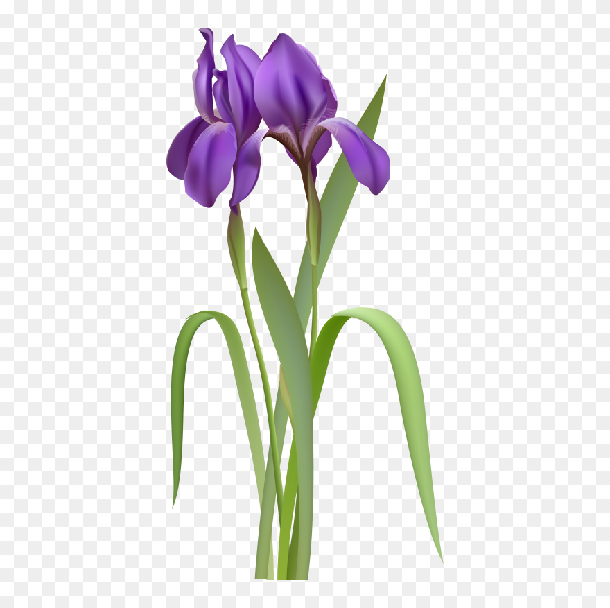 Iris Flower Clipart - Png Download