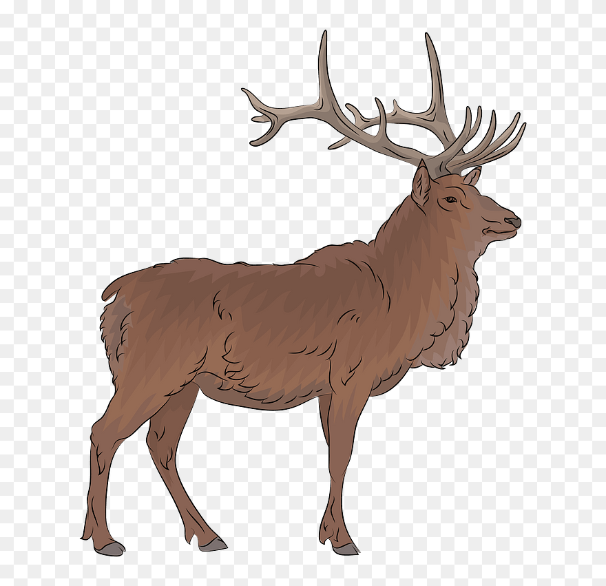 Elk Clipart - Elk Clipart Png Transparent Png