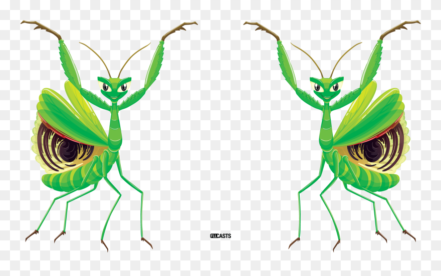 Mantes Religieuses Fond Blanc Clipart