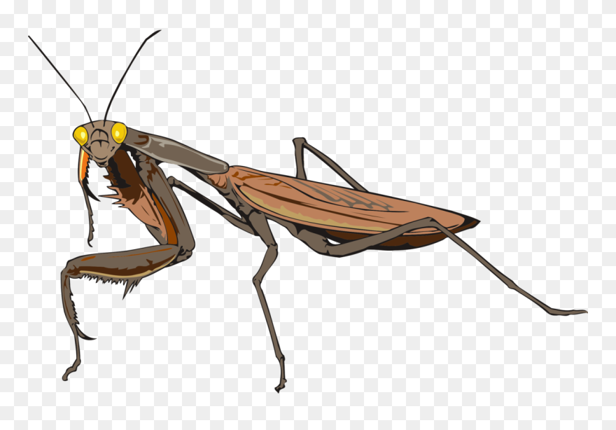 Vector Insects Praying Mantis - รูป วาด ตั๊กแตน ตำ ข้าว Clipart