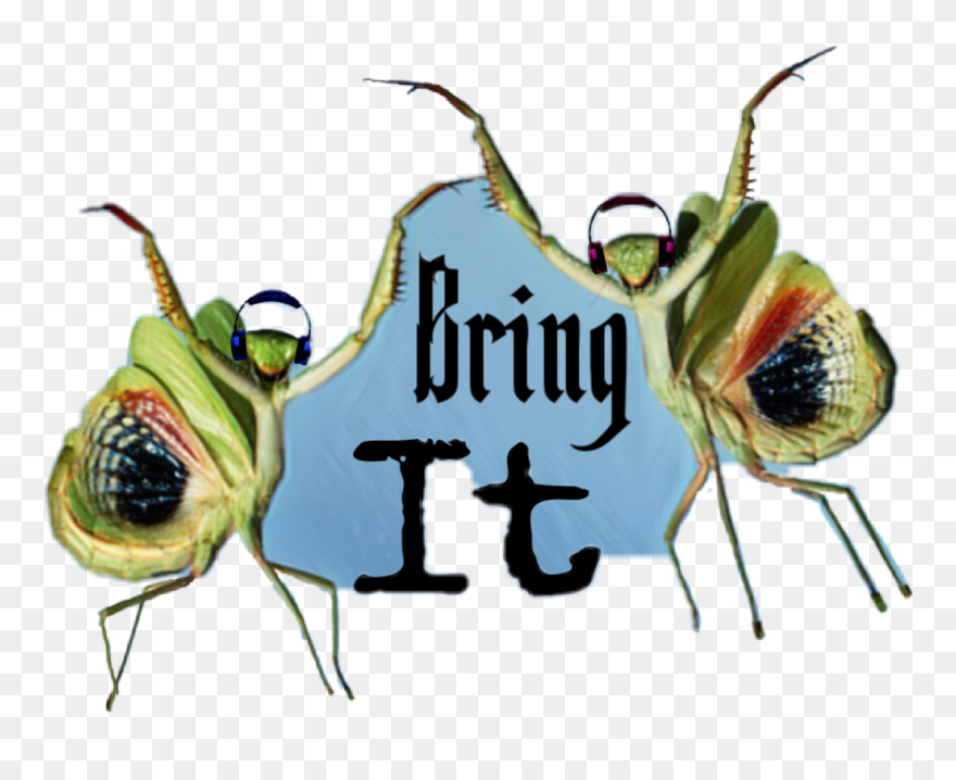 Membrane-winged Insect Clipart