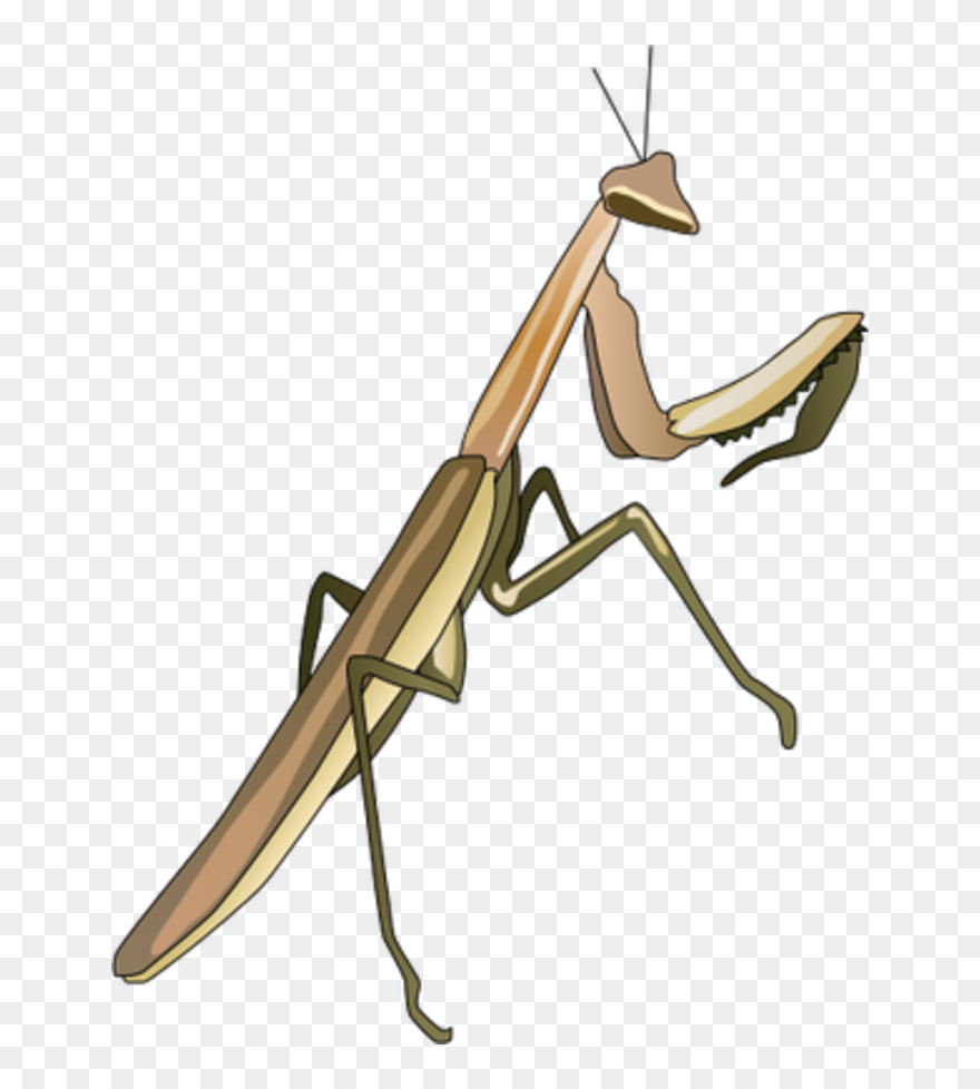 Praying Mantis Illustration Clipart