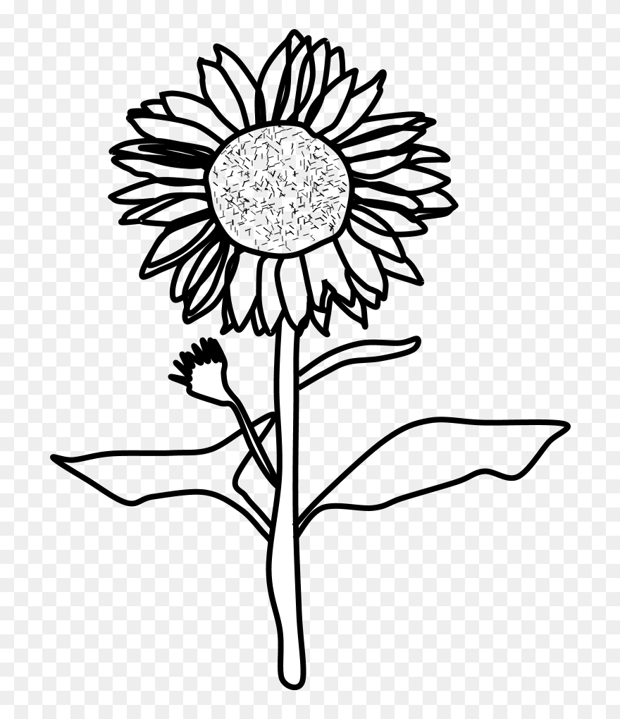Sunflower Black And White Png Chamomile- - Sunflower Images Black And White Clipart