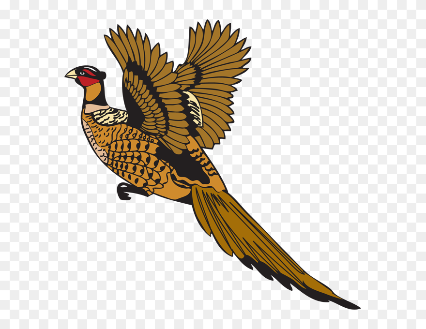 Bird Feather Pheasant Drawing - Pheasant Drawing Clipart