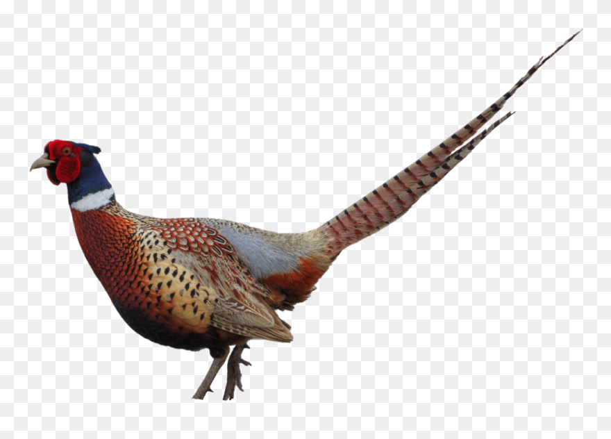 Pheasant Clip Art - Pheasant Png Transparent Png