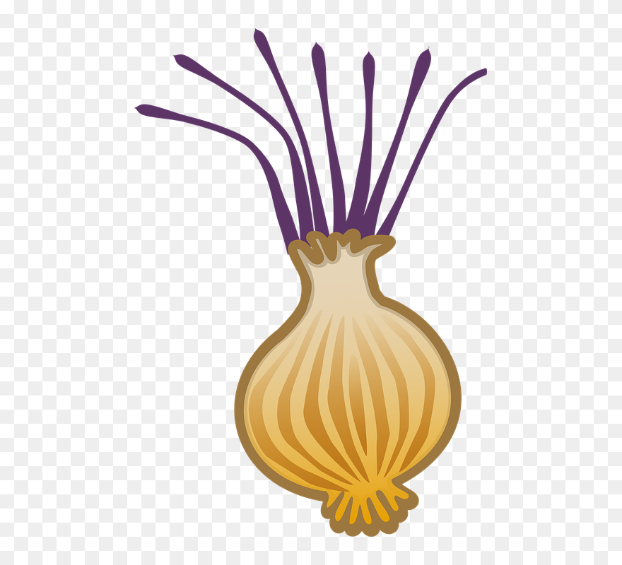 Free On Dumielauxepices Net - Onion Clipart