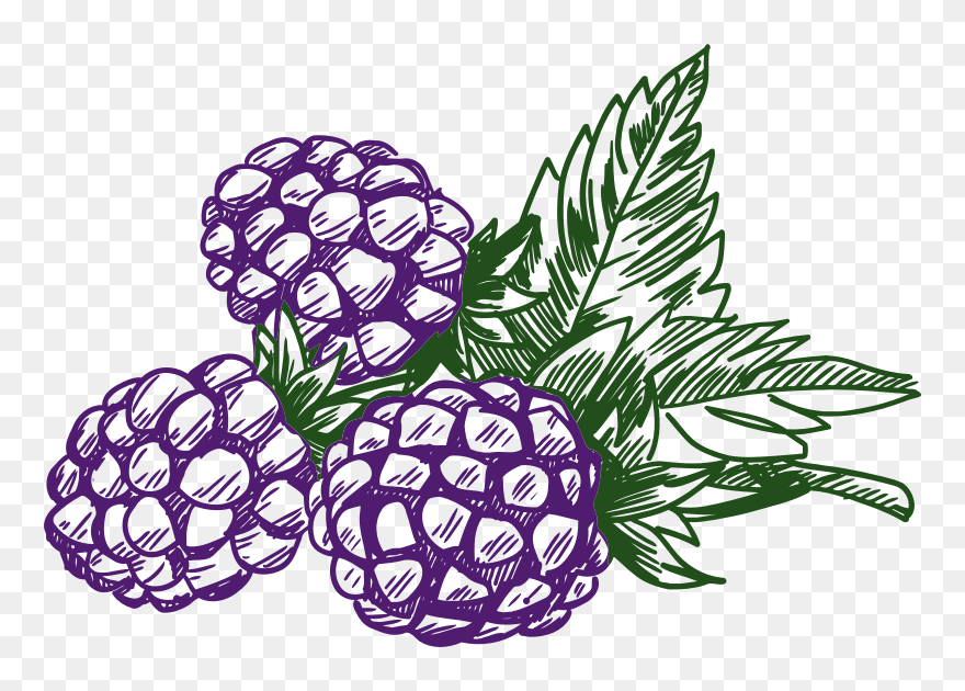 Blackberry - Clip Art Of Berries - Png Download